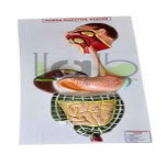 Human Digestive System Model